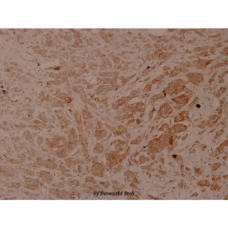 Anti-Cytokeratin 18 Antibody from Bioworld Technology (BS4113) - Antibodies.com