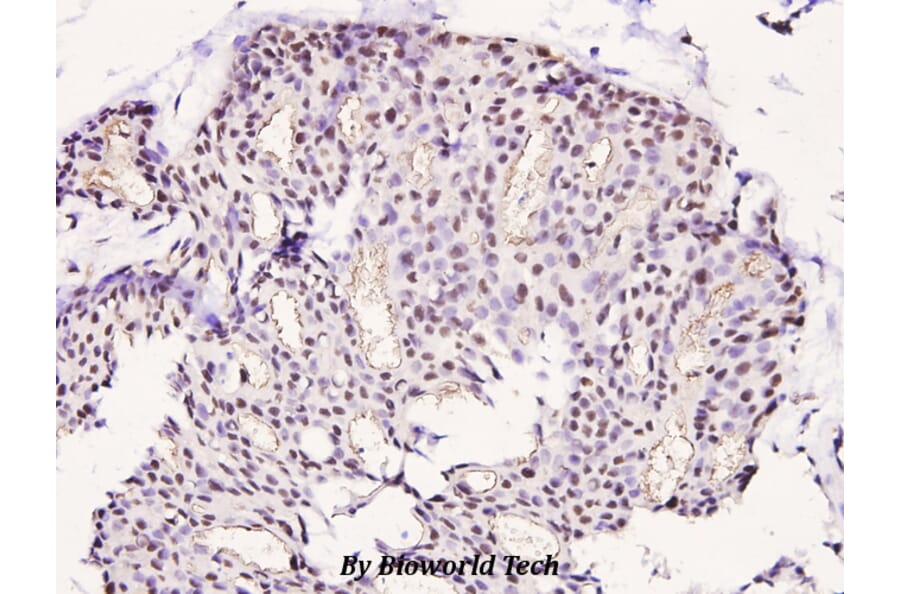 Anti-LIMK1 (phospho-T508) Antibody from Bioworld Technology (BS4115) - Antibodies.com