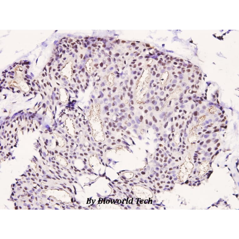 Anti-LIMK1 (phospho-T508) Antibody from Bioworld Technology (BS4115) - Antibodies.com