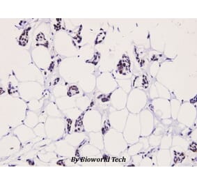 Anti-LIMK2 (phospho-T505) Antibody from Bioworld Technology (BS4117) - Antibodies.com