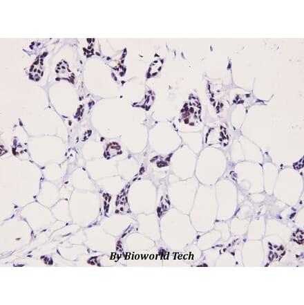 Anti-LIMK2 (phospho-T505) Antibody from Bioworld Technology (BS4117) - Antibodies.com