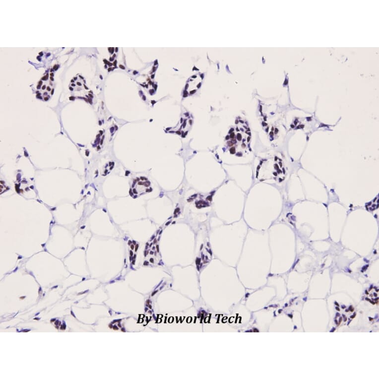 Anti-LIMK2 (phospho-T505) Antibody from Bioworld Technology (BS4117) - Antibodies.com