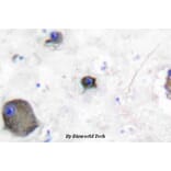 Anti-Lyn (phospho-Y507) Antibody from Bioworld Technology (BS4118) - Antibodies.com