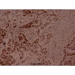 Anti-MEF-2 (phospho-T312) Antibody from Bioworld Technology (BS4120) - Antibodies.com