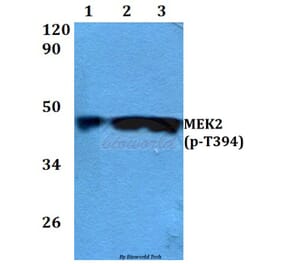 Anti-MEK2 (phospho-T394) Antibody from Bioworld Technology (BS4122) - Antibodies.com