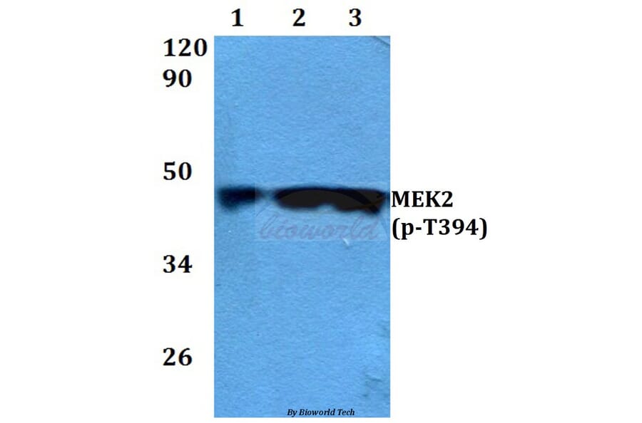 Anti-MEK2 (phospho-T394) Antibody from Bioworld Technology (BS4122) - Antibodies.com