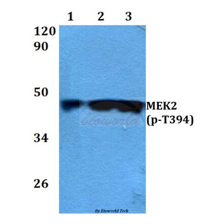 Anti-MEK2 (phospho-T394) Antibody from Bioworld Technology (BS4122) - Antibodies.com