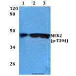 Anti-MEK2 (phospho-T394) Antibody from Bioworld Technology (BS4122) - Antibodies.com