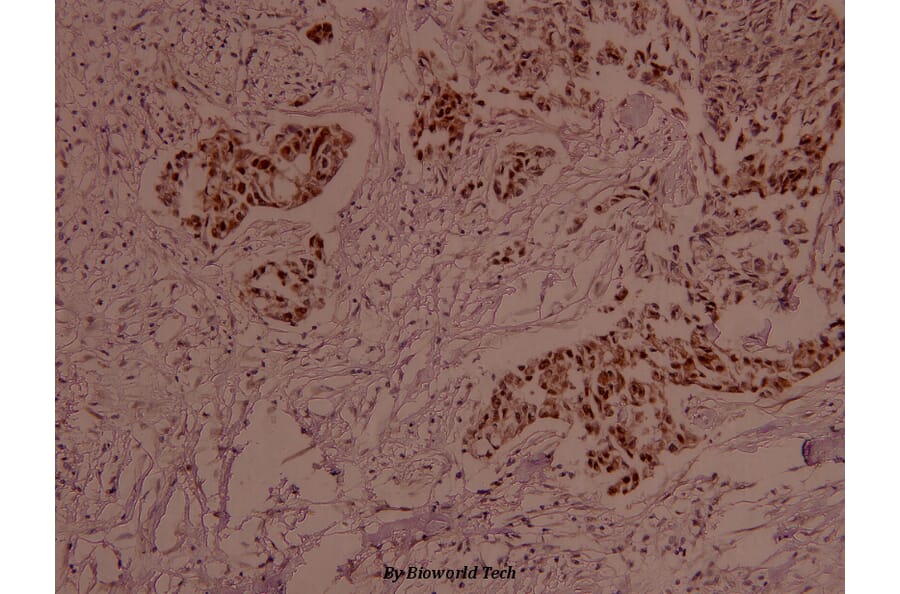 Anti-MEK2 (phospho-T394) Antibody from Bioworld Technology (BS4122) - Antibodies.com