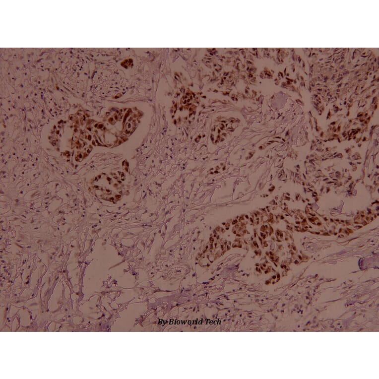 Anti-MEK2 (phospho-T394) Antibody from Bioworld Technology (BS4122) - Antibodies.com