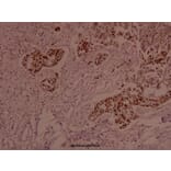 Anti-MEK2 (phospho-T394) Antibody from Bioworld Technology (BS4122) - Antibodies.com