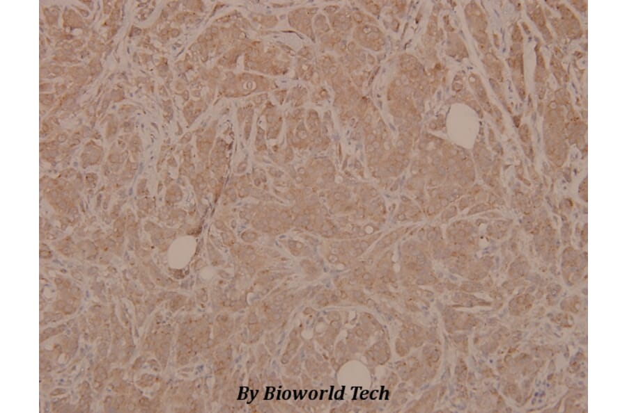 Anti-MEK-3 (phospho-S189) Antibody from Bioworld Technology (BS4123) - Antibodies.com