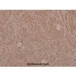 Anti-MEK-3 (phospho-S189) Antibody from Bioworld Technology (BS4123) - Antibodies.com