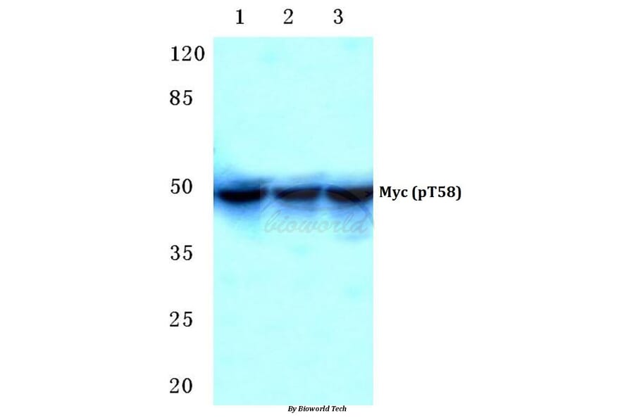 Anti-Myc (phospho-T58) Antibody from Bioworld Technology (BS4128) - Antibodies.com