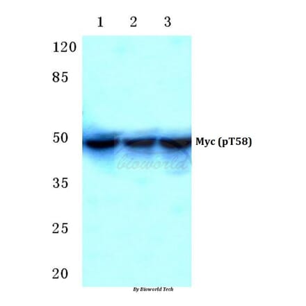 Anti-Myc (phospho-T58) Antibody from Bioworld Technology (BS4128) - Antibodies.com