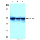 Anti-Myc (phospho-T58) Antibody from Bioworld Technology (BS4128) - Antibodies.com