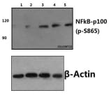 Anti-NFkB-p100 (phospho-S865) Antibody from Bioworld Technology (BS4129) - Antibodies.com