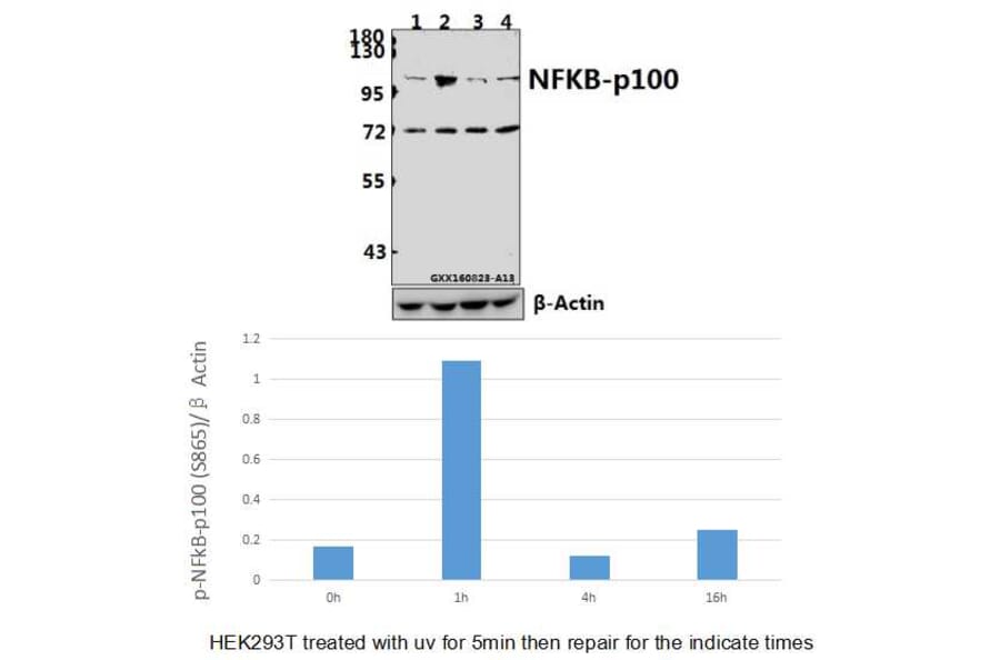 Anti-NFkB-p100 (phospho-S865) Antibody from Bioworld Technology (BS4129) - Antibodies.com