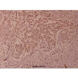 Anti-NFkB-p100 (phospho-S865) Antibody from Bioworld Technology (BS4129) - Antibodies.com