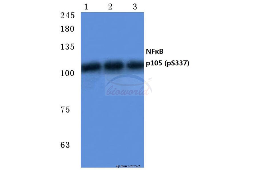 Anti-NFκB-p105/p50 (phospho-S337) Antibody from Bioworld Technology (BS4131) - Antibodies.com
