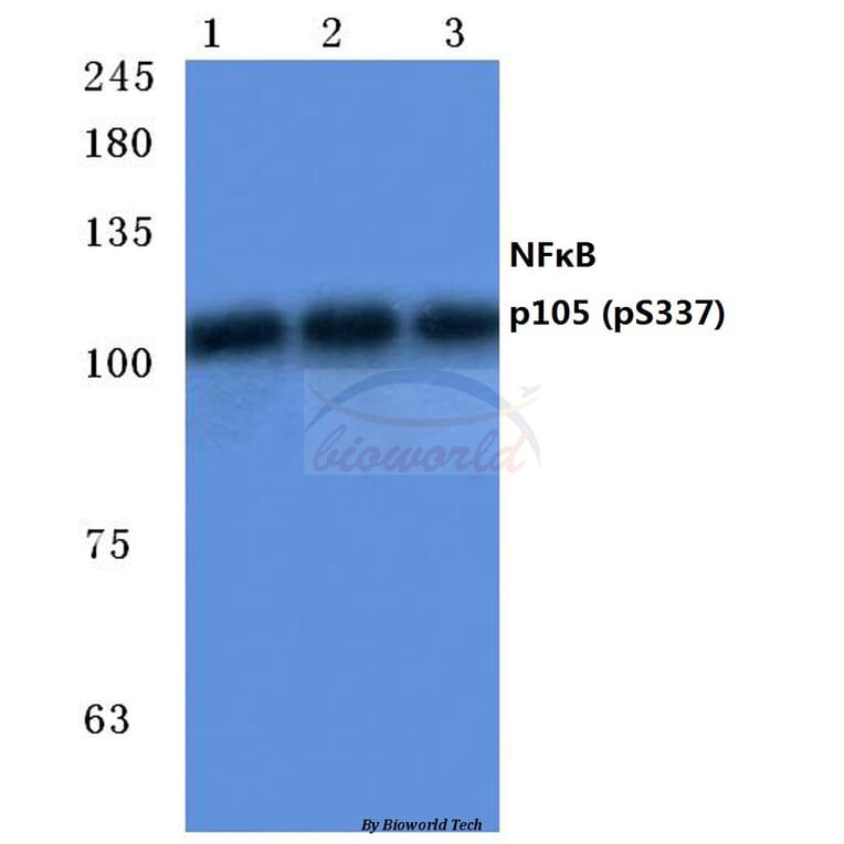 Anti-NFκB-p105/p50 (phospho-S337) Antibody from Bioworld Technology (BS4131) - Antibodies.com