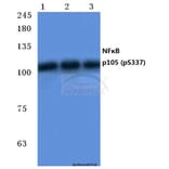 Anti-NFκB-p105/p50 (phospho-S337) Antibody from Bioworld Technology (BS4131) - Antibodies.com