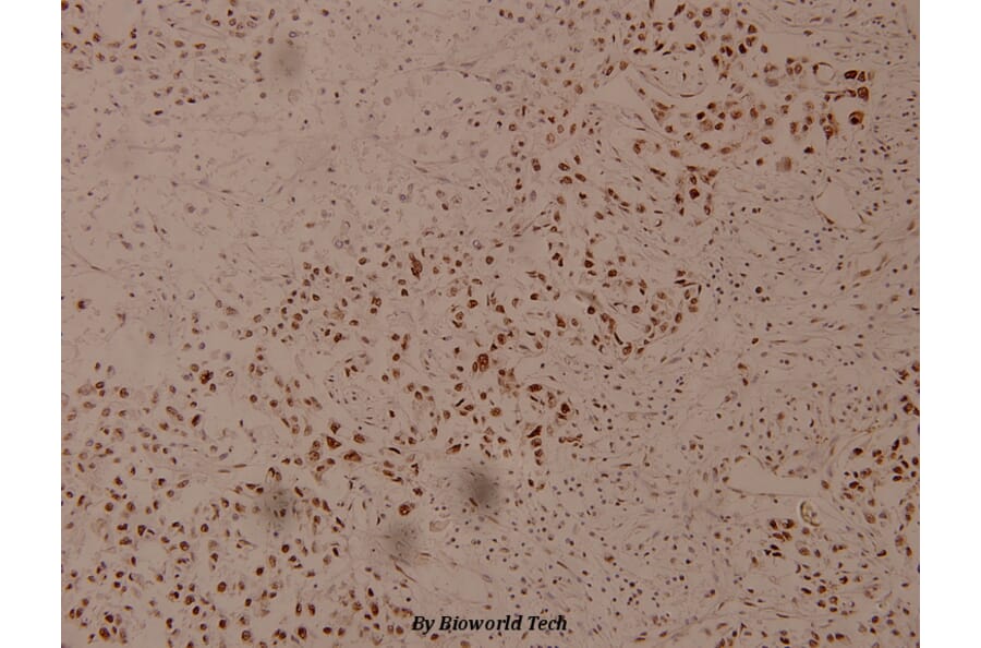 Anti-NFκB-p105/p50 (phospho-S337) Antibody from Bioworld Technology (BS4131) - Antibodies.com