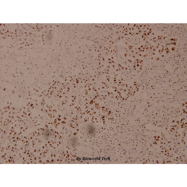 Anti-NFκB-p105/p50 (phospho-S337) Antibody from Bioworld Technology (BS4131) - Antibodies.com