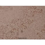 Anti-NFκB-p105/p50 (phospho-S337) Antibody from Bioworld Technology (BS4131) - Antibodies.com