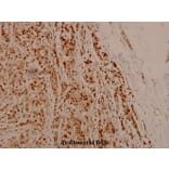 Anti-NFkB-p105/p50 (phospho-S337) Antibody from Bioworld Technology (BS4132) - Antibodies.com