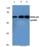 Anti-NFkB-p65 (phospho-S468) Antibody from Bioworld Technology (BS4136) - Antibodies.com