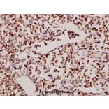 Anti-NFkB-p65 (phospho-S529) Antibody from Bioworld Technology (BS4137) - Antibodies.com