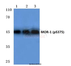 Anti-MOR-1 (phospho-S375) Antibody from Bioworld Technology (BS4141) - Antibodies.com