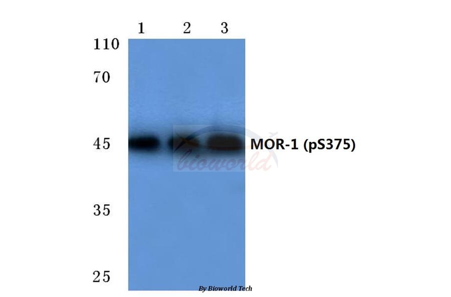 Anti-MOR-1 (phospho-S375) Antibody from Bioworld Technology (BS4141) - Antibodies.com