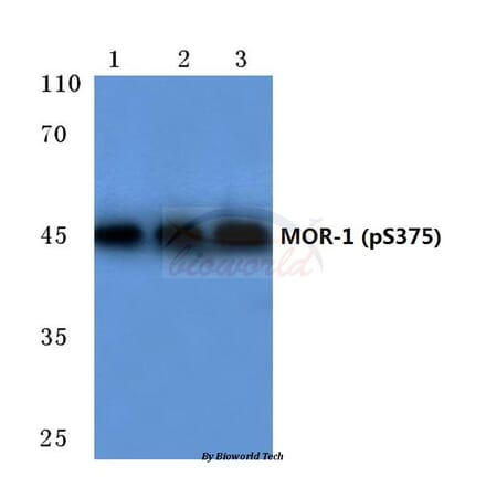 Anti-MOR-1 (phospho-S375) Antibody from Bioworld Technology (BS4141) - Antibodies.com