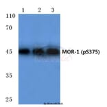Anti-MOR-1 (phospho-S375) Antibody from Bioworld Technology (BS4141) - Antibodies.com