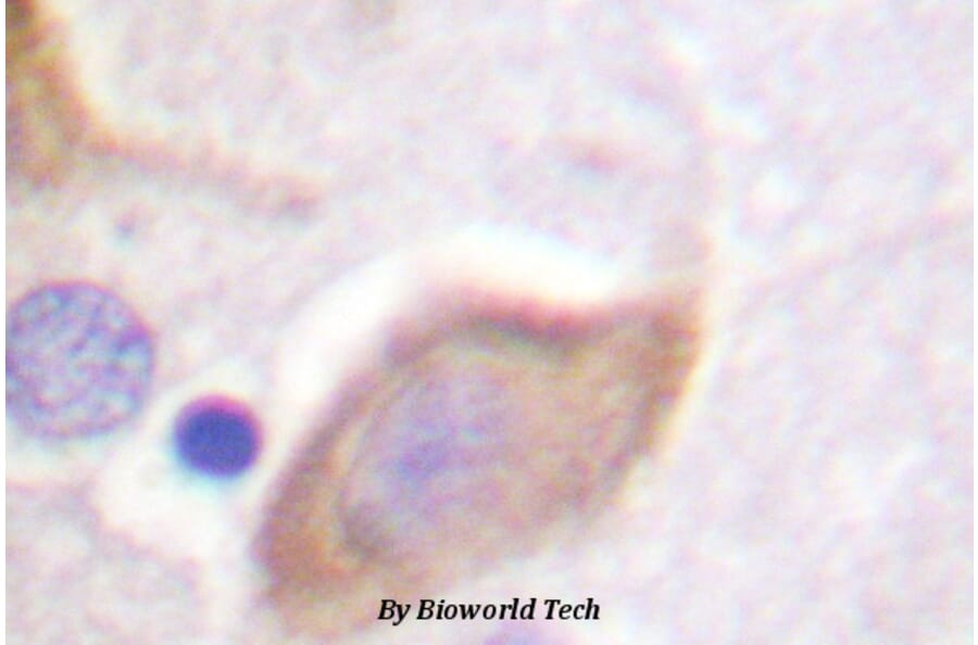 Anti-MOR-1 (phospho-S375) Antibody from Bioworld Technology (BS4141) - Antibodies.com