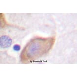 Anti-MOR-1 (phospho-S375) Antibody from Bioworld Technology (BS4141) - Antibodies.com