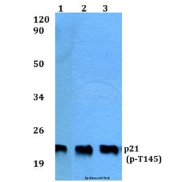 Anti-p21 (phospho-T145) Antibody from Bioworld Technology (BS4142) - Antibodies.com