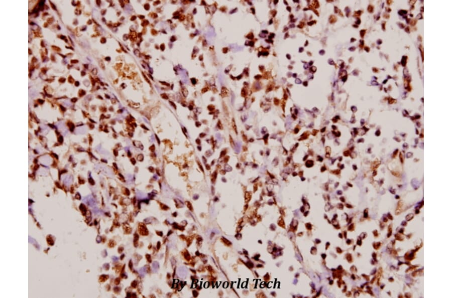 Anti-p21 (phospho-T145) Antibody from Bioworld Technology (BS4142) - Antibodies.com