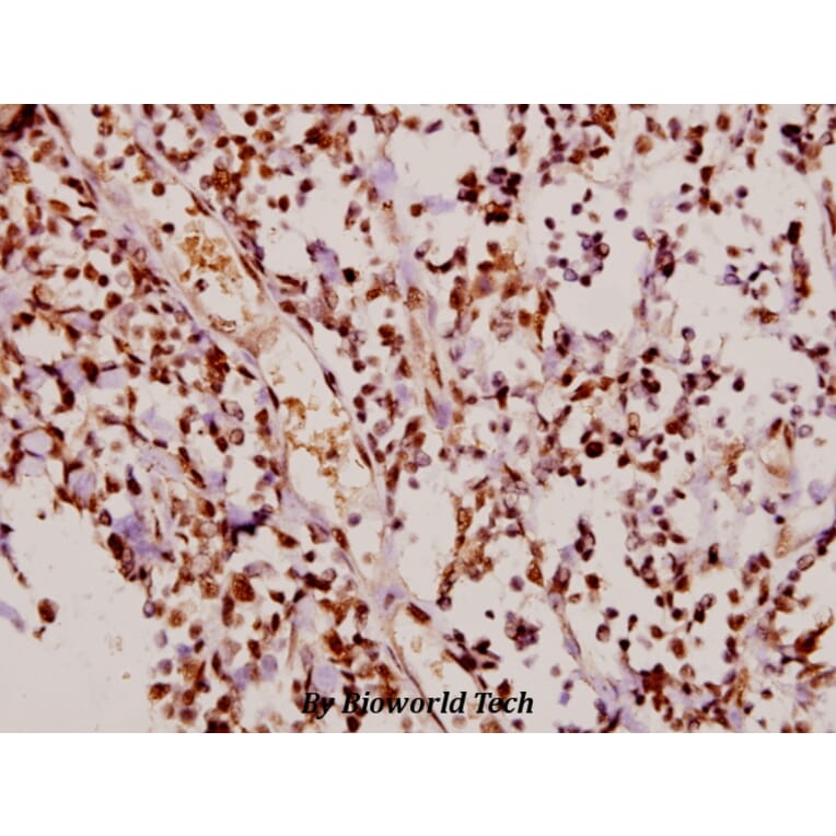 Anti-p21 (phospho-T145) Antibody from Bioworld Technology (BS4142) - Antibodies.com