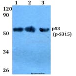 Anti-p53 (phospho-S315) Antibody from Bioworld Technology (BS4145) - Antibodies.com