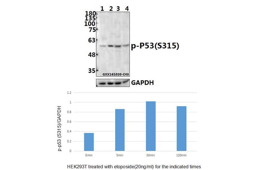 Anti-p53 (phospho-S315) Antibody from Bioworld Technology (BS4145) - Antibodies.com