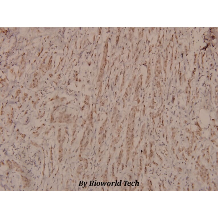 Anti-p53 (phospho-S9) Antibody from Bioworld Technology (BS4149) - Antibodies.com