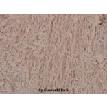 Anti-p53 (phospho-S9) Antibody from Bioworld Technology (BS4149) - Antibodies.com