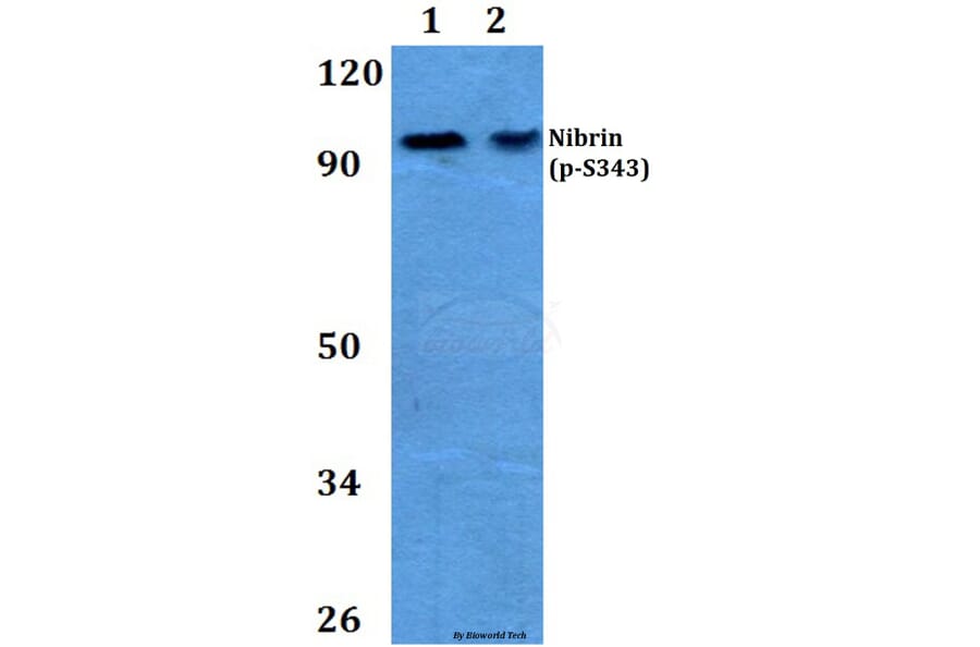 Anti-Nibrin (phospho-S343) Antibody from Bioworld Technology (BS4153) - Antibodies.com