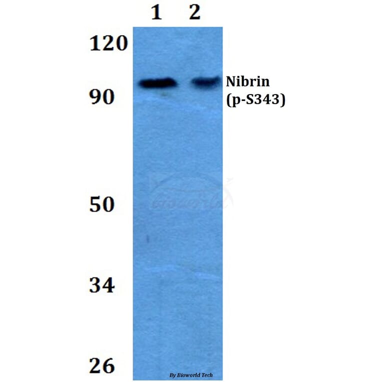 Anti-Nibrin (phospho-S343) Antibody from Bioworld Technology (BS4153) - Antibodies.com