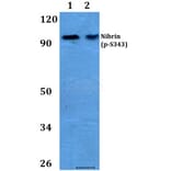 Anti-Nibrin (phospho-S343) Antibody from Bioworld Technology (BS4153) - Antibodies.com