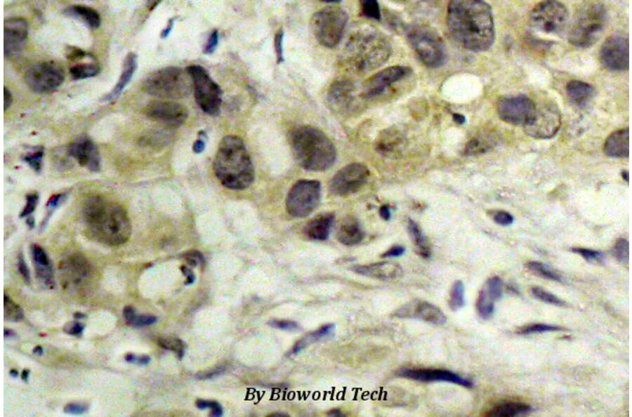 Anti-Nibrin (phospho-S343) Antibody from Bioworld Technology (BS4153) - Antibodies.com