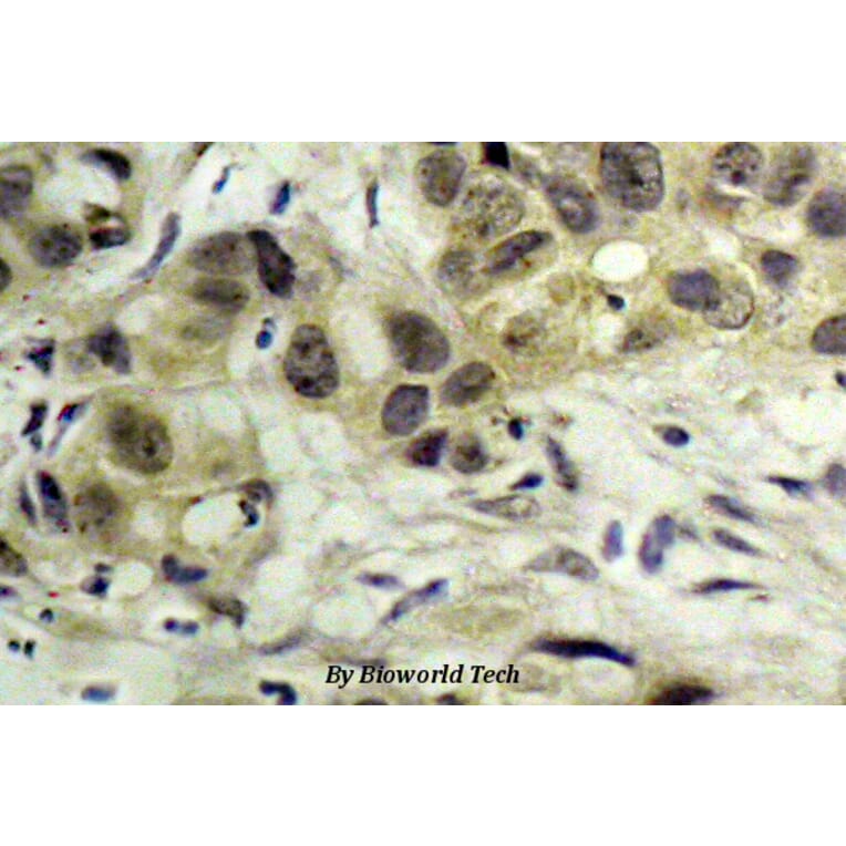 Anti-Nibrin (phospho-S343) Antibody from Bioworld Technology (BS4153) - Antibodies.com